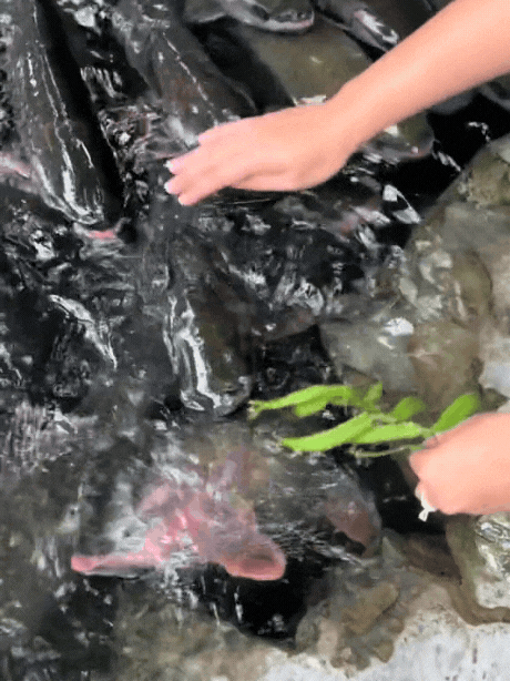 Hàng vạn người đổ về suối cá thần ở Thanh Hóa đầu năm mới bởi sức hút từ những câu chuyện huyền bí- Ảnh 4.