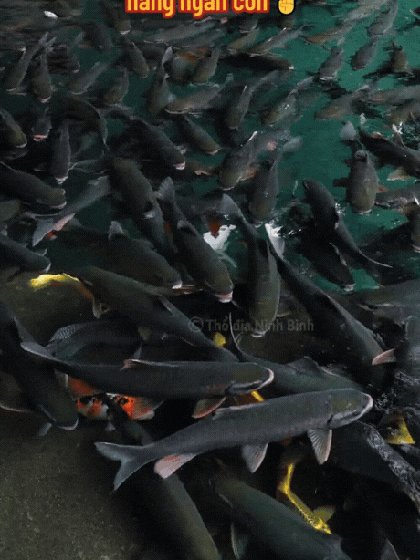 Hàng vạn người đổ về suối cá thần ở Thanh Hóa đầu năm mới bởi sức hút từ những câu chuyện huyền bí- Ảnh 13.