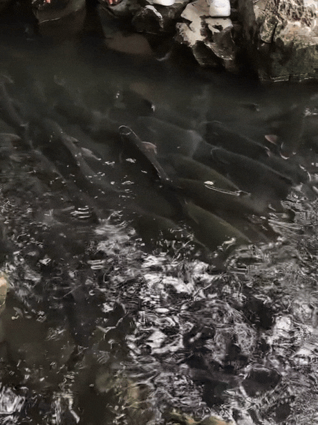 Hàng vạn người đổ về suối cá thần ở Thanh Hóa đầu năm mới bởi sức hút từ những câu chuyện huyền bí- Ảnh 9.