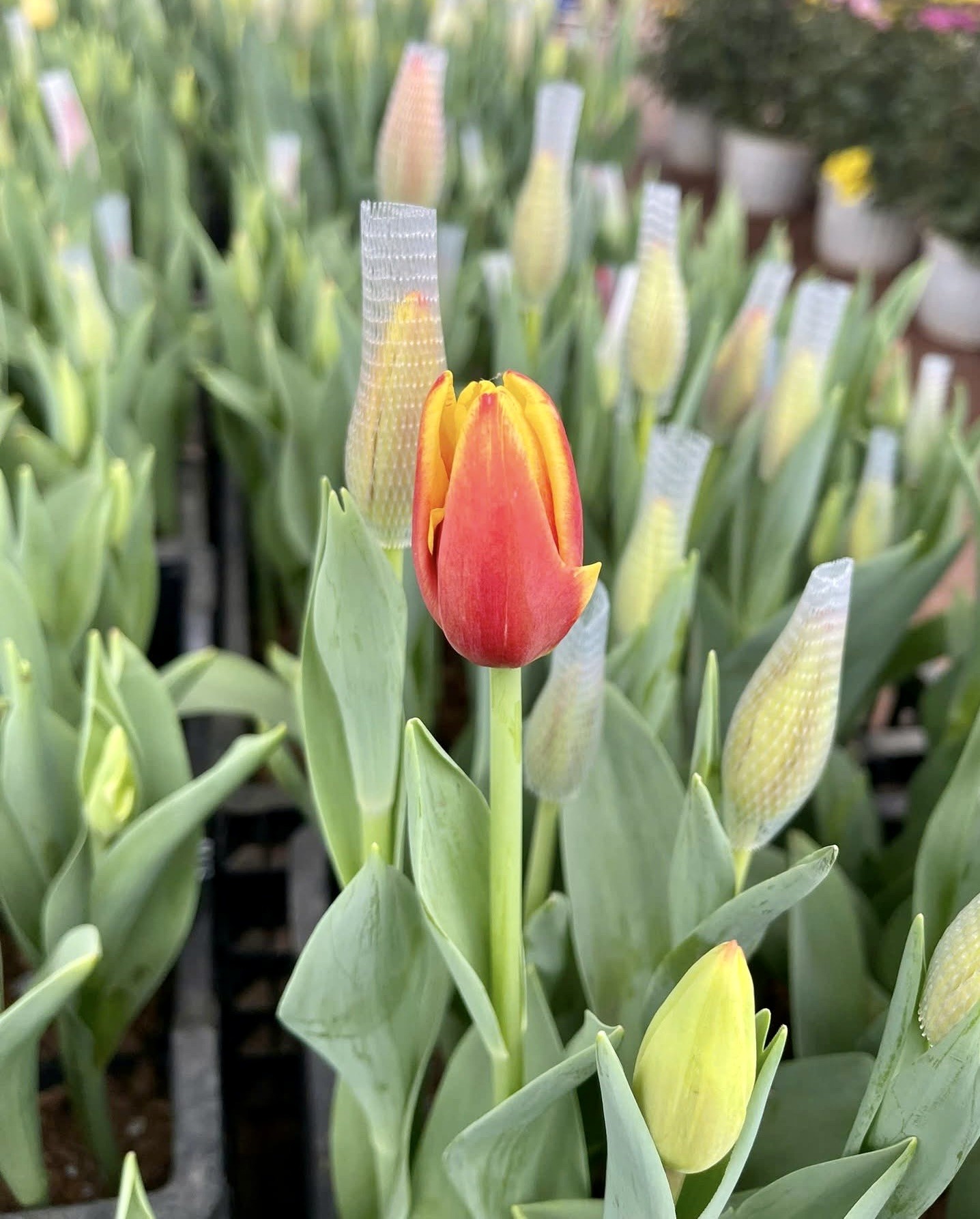 Giới trẻ mê trồng hoa tulip, tiểu thương thu hàng chục triệu mỗi ngày- Ảnh 5.