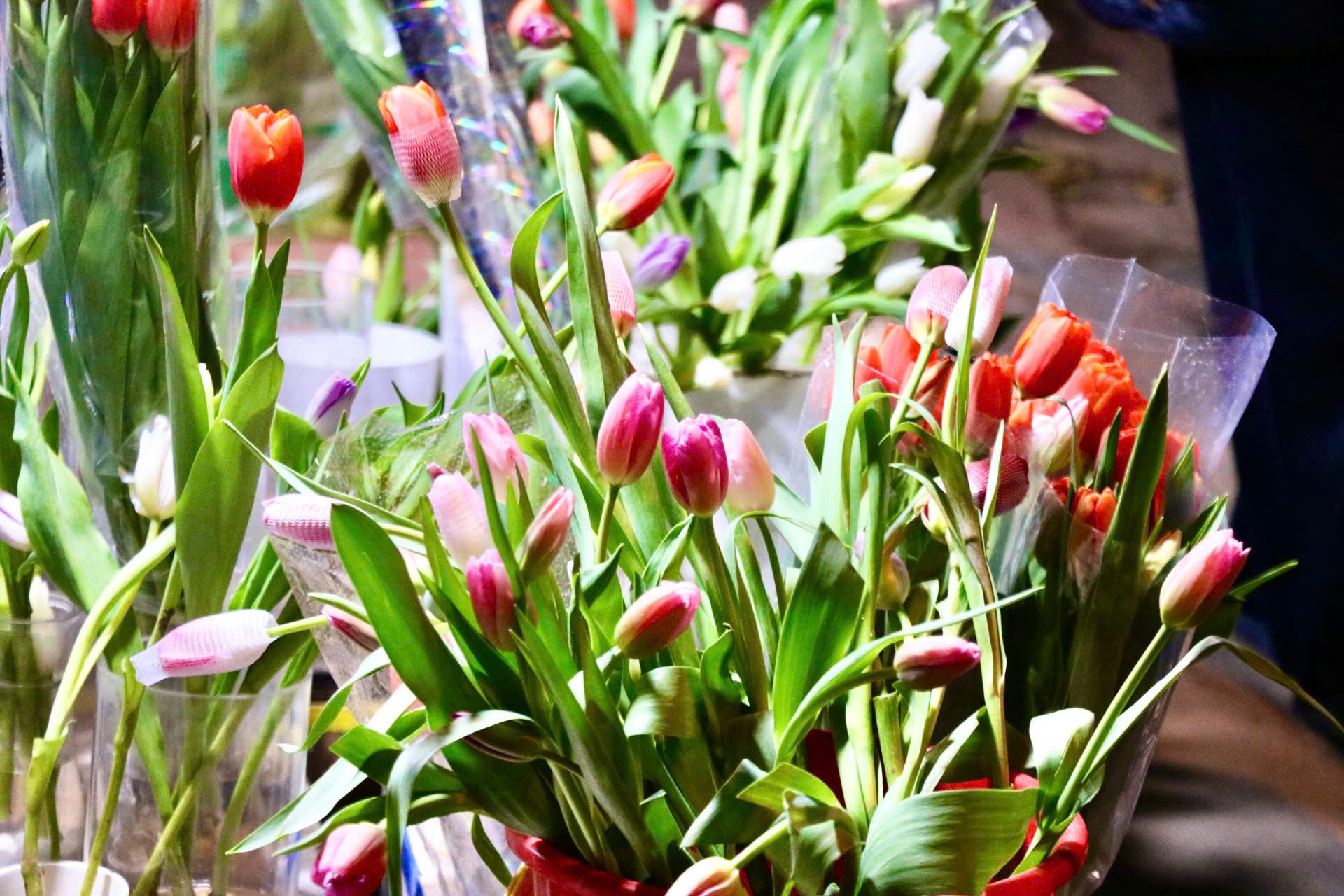 Giới trẻ mê trồng hoa tulip, tiểu thương thu hàng chục triệu mỗi ngày- Ảnh 7.