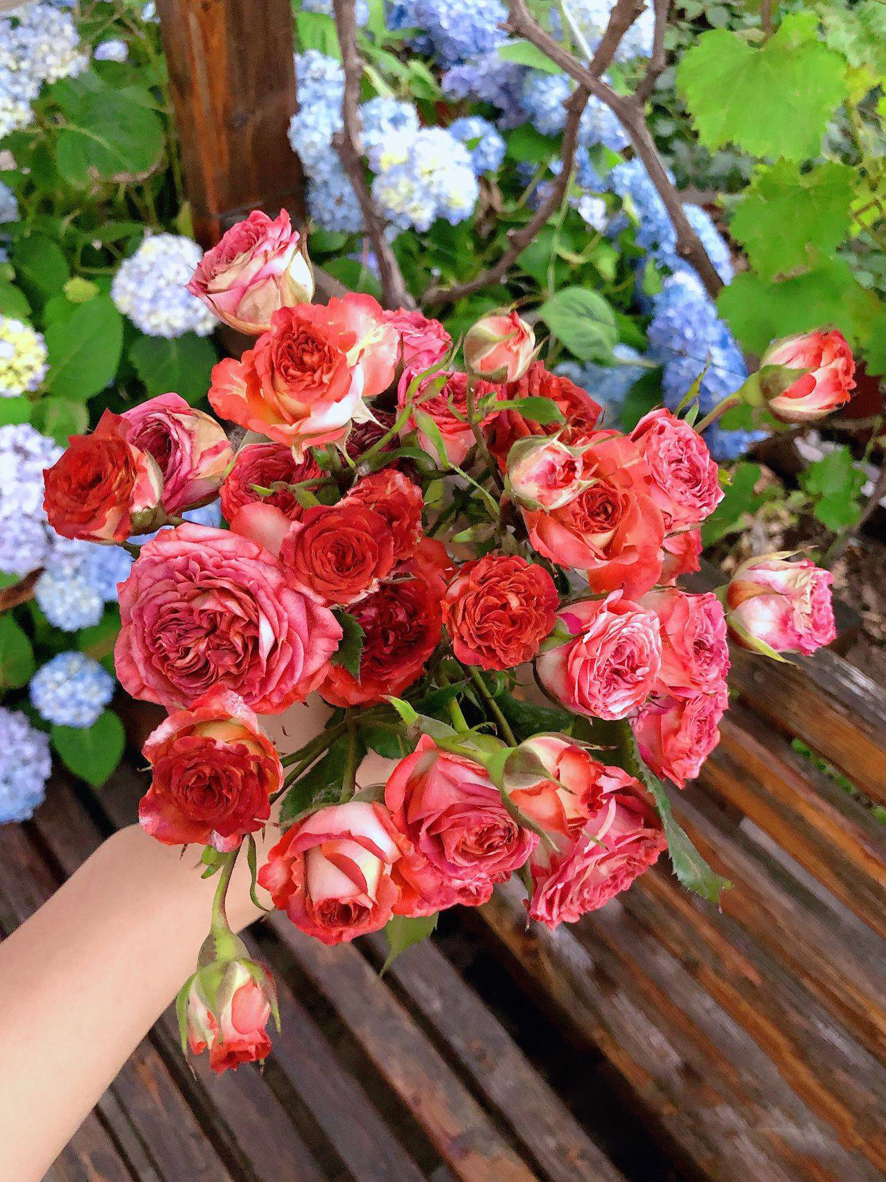 Mẹ đảm quy hoạch sân thượng thành khu vườn ngập tràn hoa và rau sạch tươi tốt quanh năm!- Ảnh 17. Mẹ đảm quy hoạch sân thượng thành khu vườn ngập tràn hoa và rau sạch tươi tốt quanh năm!- Ảnh 17.
