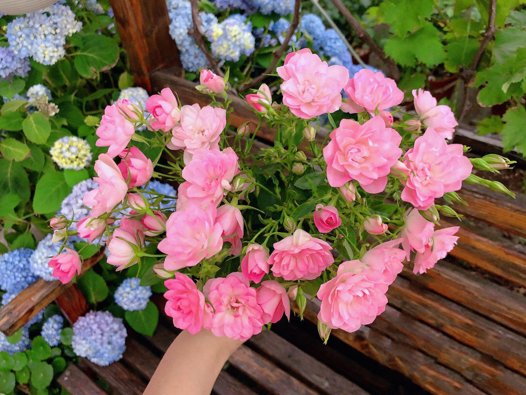 Mẹ đảm quy hoạch sân thượng thành khu vườn ngập tràn hoa và rau sạch tươi tốt quanh năm!- Ảnh 15. Mẹ đảm quy hoạch sân thượng thành khu vườn ngập tràn hoa và rau sạch tươi tốt quanh năm!- Ảnh 15.