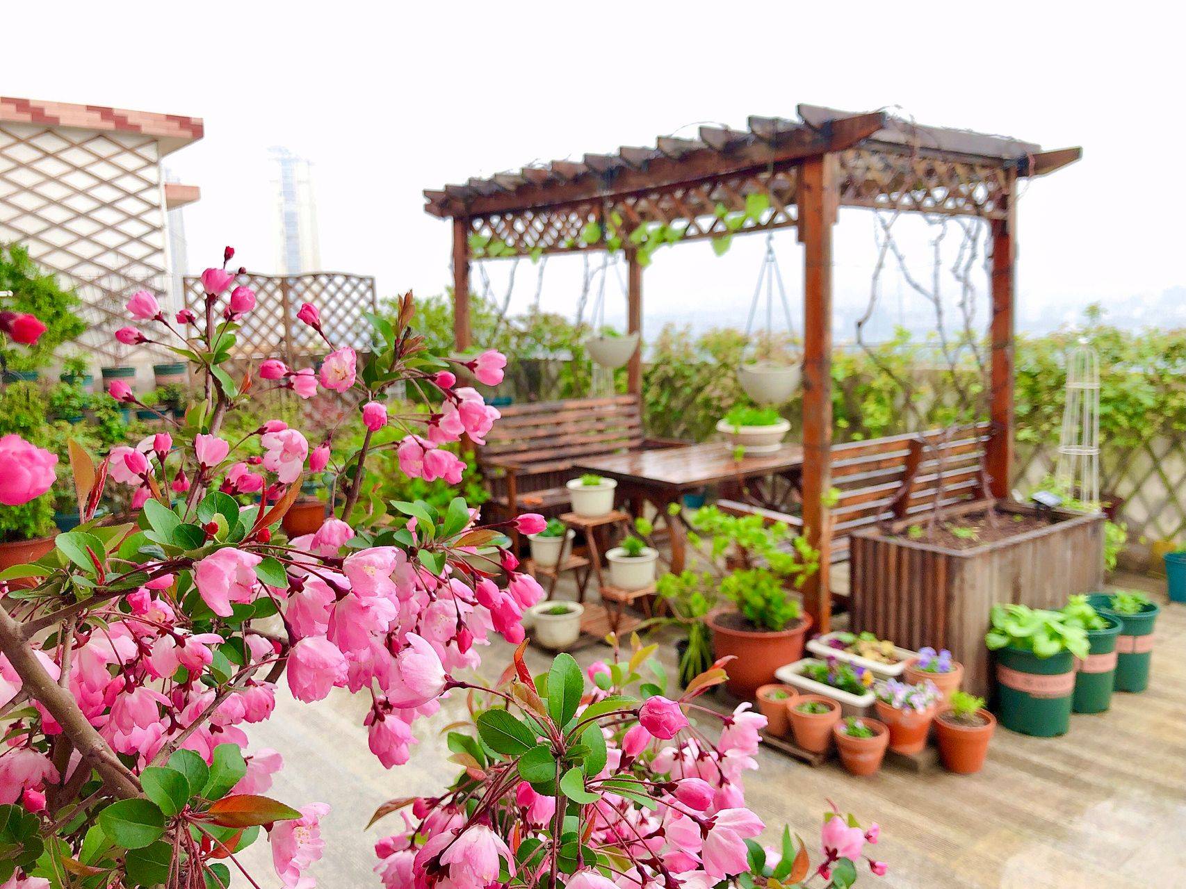 Mẹ đảm quy hoạch sân thượng thành khu vườn ngập tràn hoa và rau sạch tươi tốt quanh năm!- Ảnh 38. Mẹ đảm quy hoạch sân thượng thành khu vườn ngập tràn hoa và rau sạch tươi tốt quanh năm!- Ảnh 38.