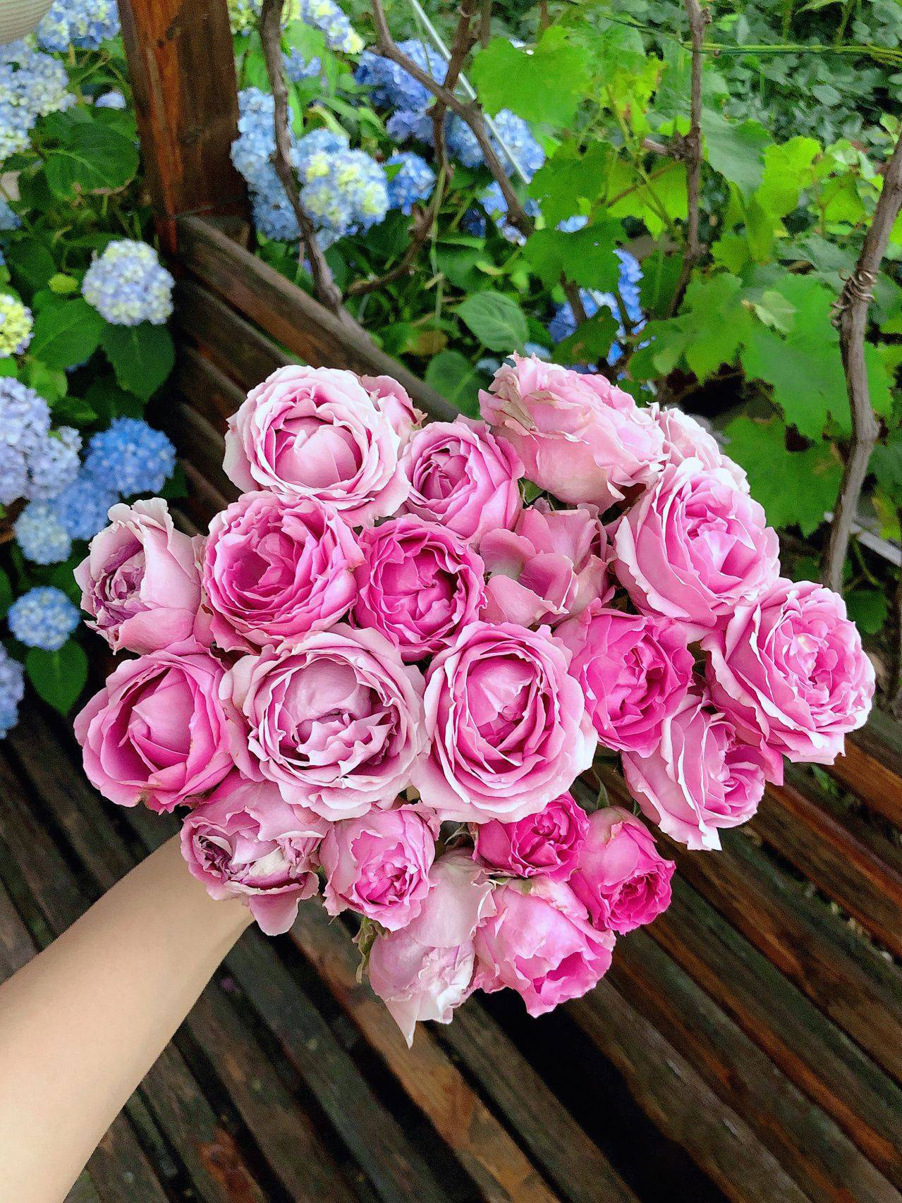 Mẹ đảm quy hoạch sân thượng thành khu vườn ngập tràn hoa và rau sạch tươi tốt quanh năm!- Ảnh 18. Mẹ đảm quy hoạch sân thượng thành khu vườn ngập tràn hoa và rau sạch tươi tốt quanh năm!- Ảnh 18.