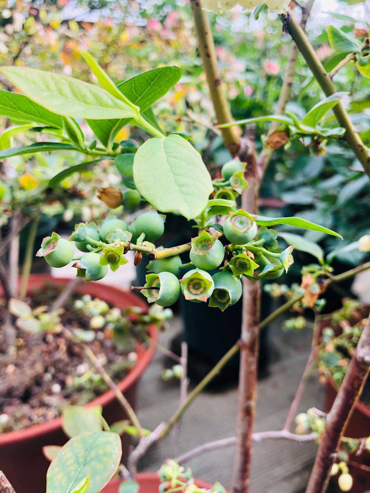 Mẹ đảm quy hoạch sân thượng thành khu vườn ngập tràn hoa và rau sạch tươi tốt quanh năm!- Ảnh 35. Mẹ đảm quy hoạch sân thượng thành khu vườn ngập tràn hoa và rau sạch tươi tốt quanh năm!- Ảnh 35.