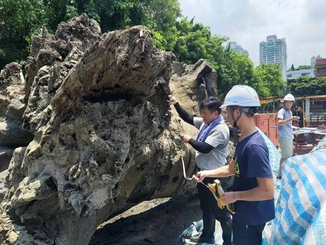 Công trường dừng thi công gấp vì máy xúc đào trúng vật thể dài 40m, tỏa mùi hương: Chuyên gia khẳng định báu vật hiếm có 3.000 năm tuổi- Ảnh 2.