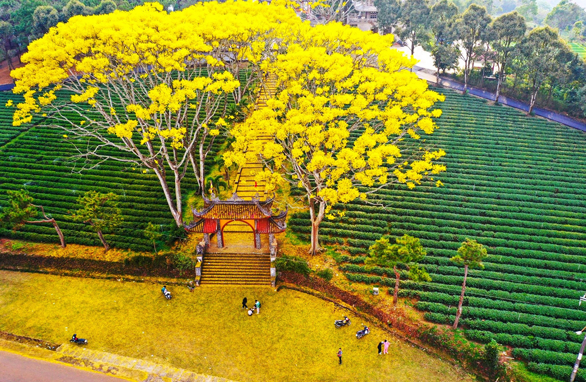 Địa điểm ngắm loài hoa gốc Brazil nở ra đẹp như mây ở Việt Nam: Ngoài Tu viện Bát Nhã chỉ 4 nơi này có!- Ảnh 4.