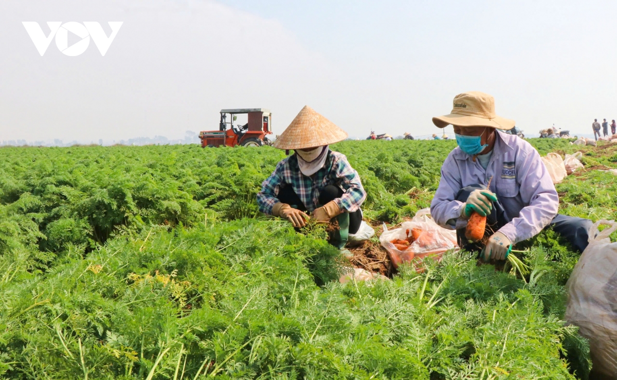 Cà rốt mất giá, nông dân ở Bắc Ninh lao đao- Ảnh 2.