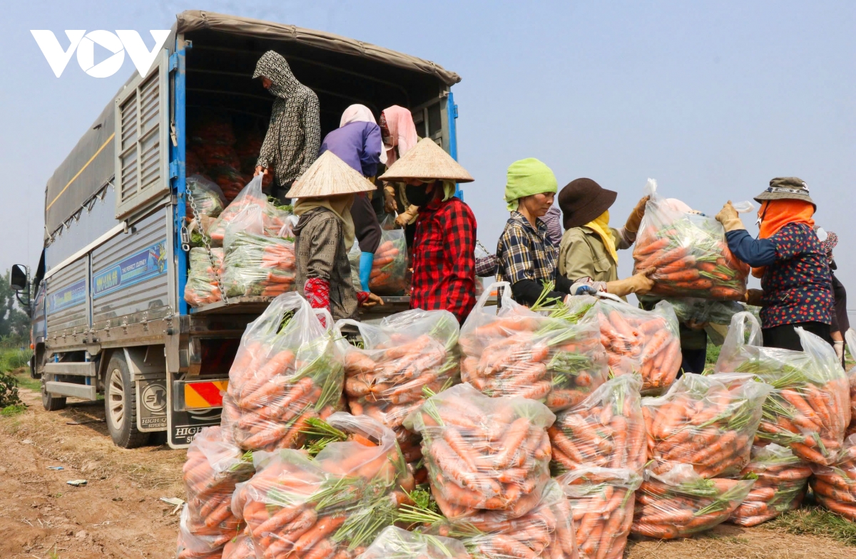 Cà rốt mất giá, nông dân ở Bắc Ninh lao đao- Ảnh 3.