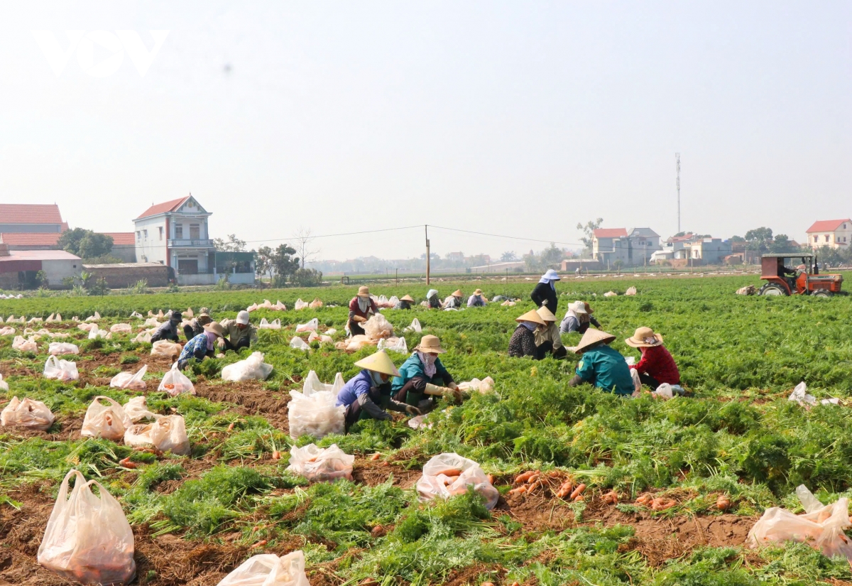 Cà rốt mất giá, nông dân ở Bắc Ninh lao đao- Ảnh 1.