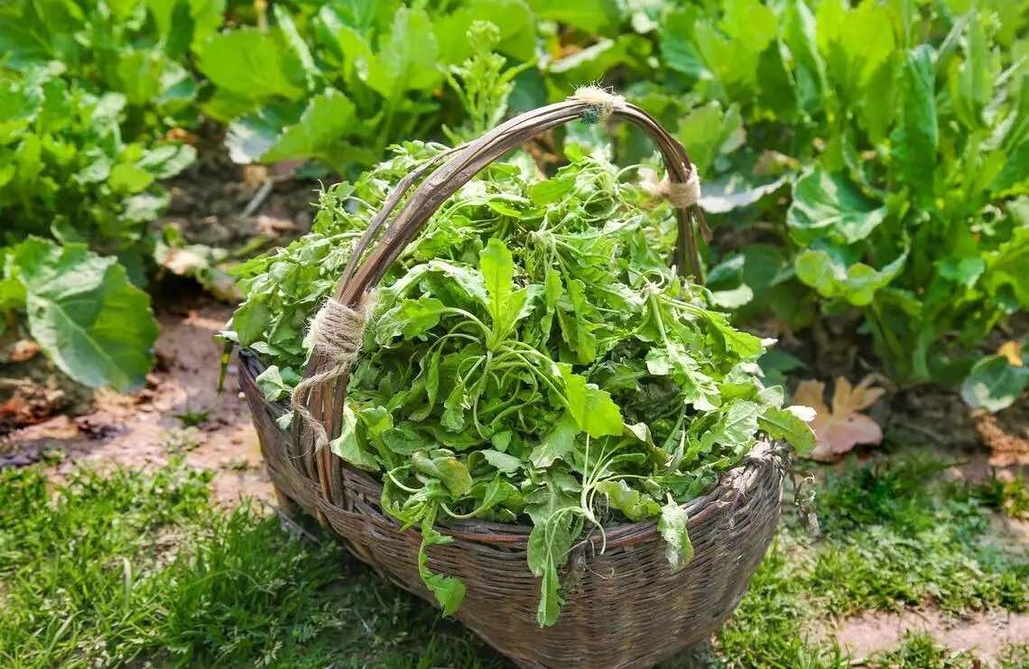 Có 6 loại rau mùa xuân cực ngon nhưng bạn nhất định phải chần trước khi nấu ăn: Rất nhiều người thường bỏ qua
- Ảnh 23.