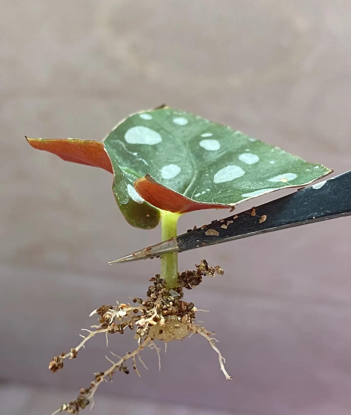 Chơi hoa hết 3 ngày Tết: Thực hiện ngay việc này để cây tiếp tục 