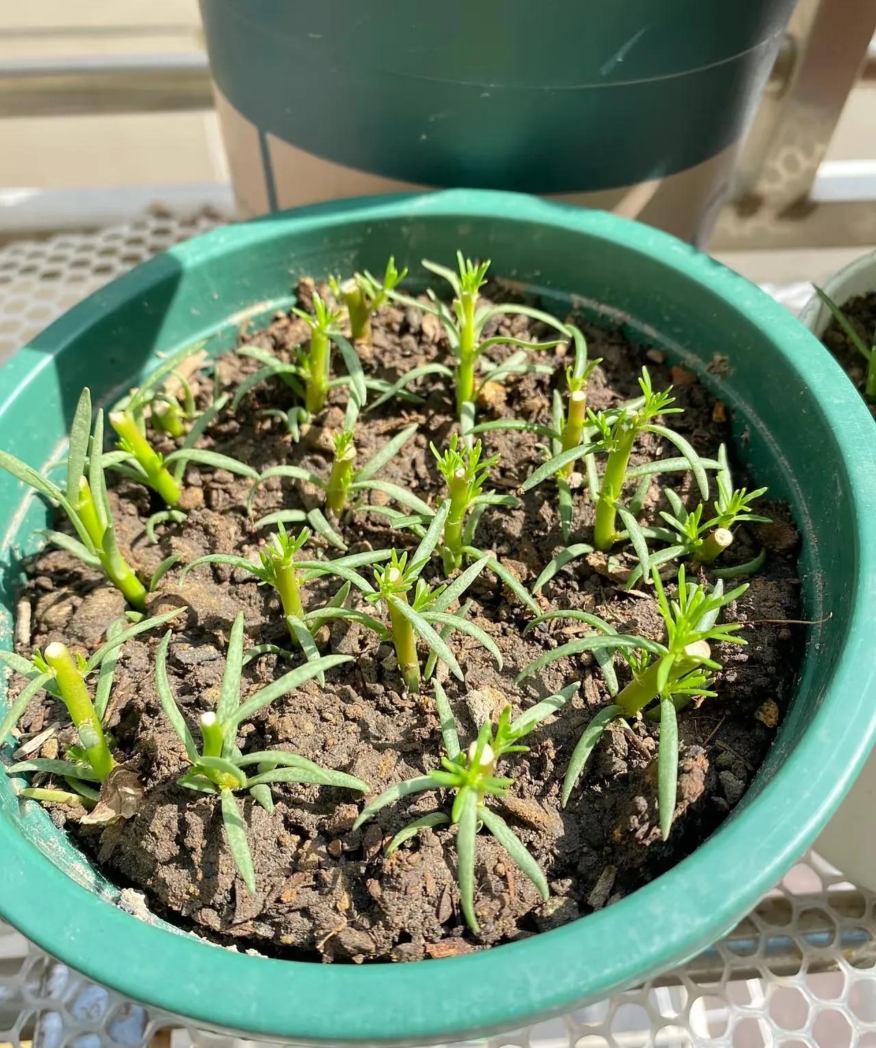 Chơi hoa hết 3 ngày Tết: Thực hiện ngay việc này để cây tiếp tục 