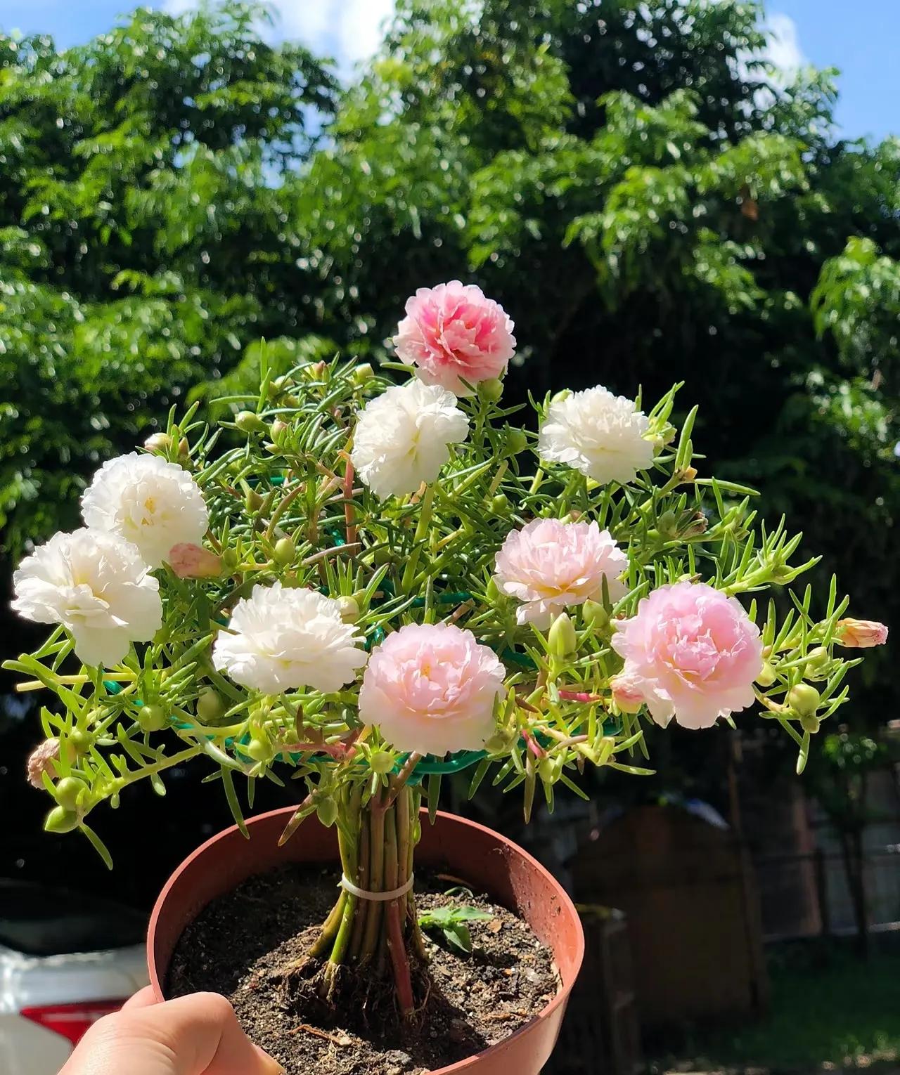 Chơi hoa hết 3 ngày Tết: Thực hiện ngay việc này để cây tiếp tục 