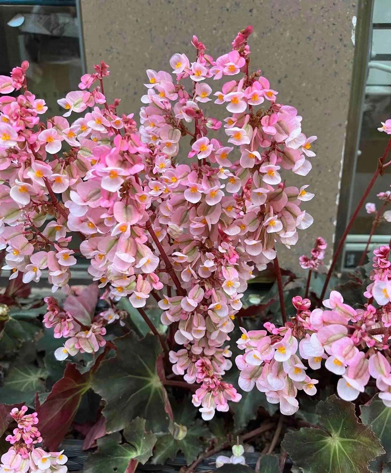 Chơi hoa hết 3 ngày Tết: Thực hiện ngay việc này để cây tiếp tục 