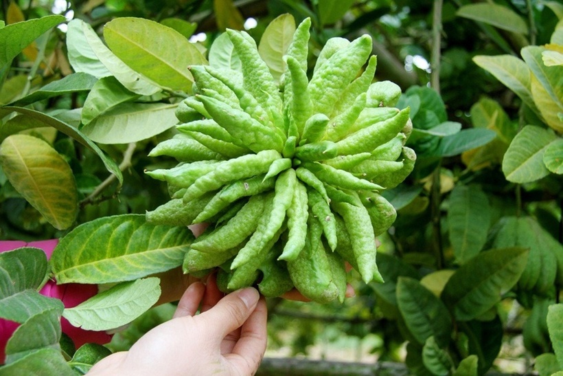 Loại quả "cát tường" hay trưng dịp Tết, là "thần dược bí ẩn", "mắt nhắm mắt mở" bỏ phí bao năm- Ảnh 3.