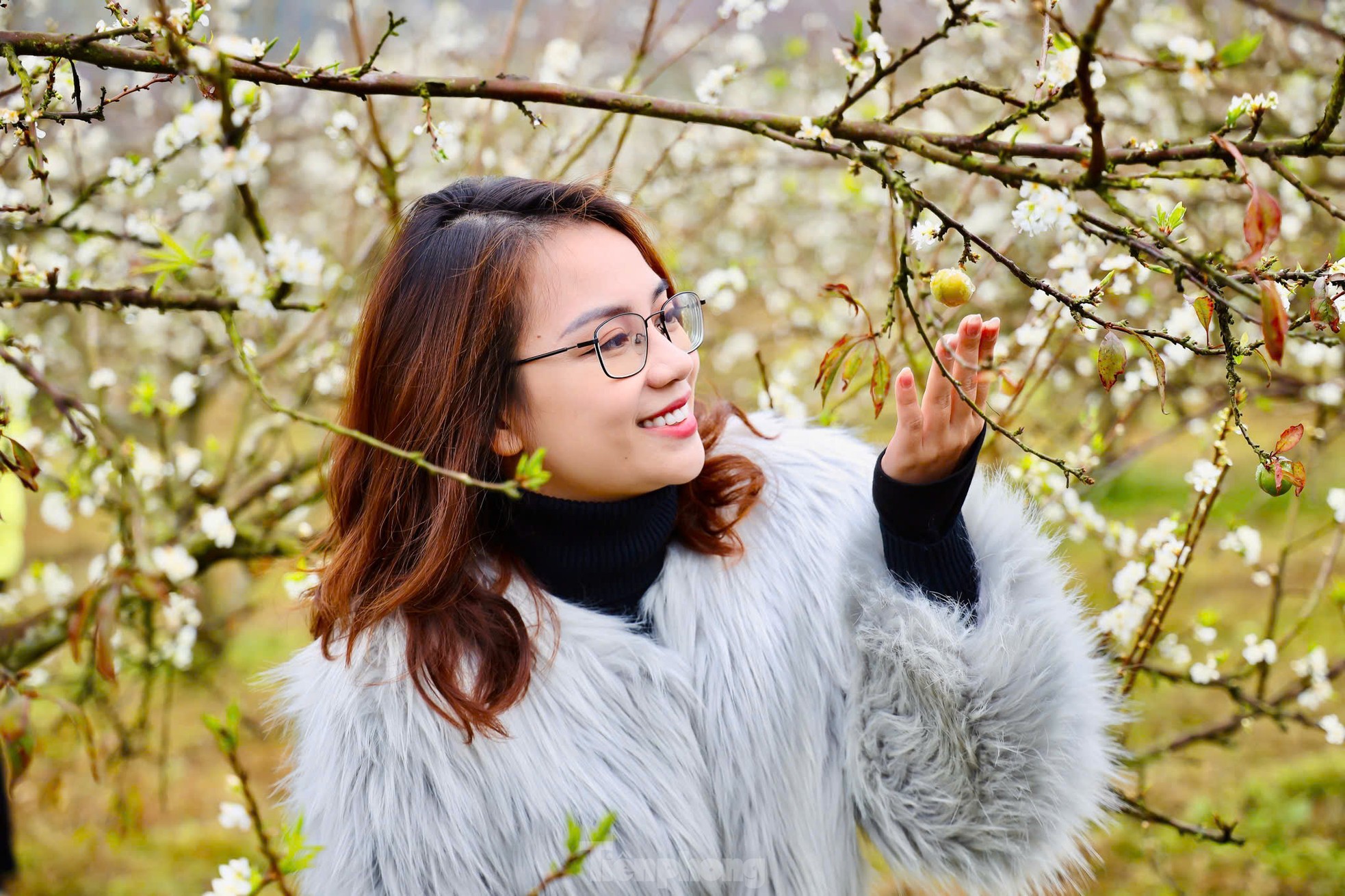 Hoa mận bung nở trắng trên cao nguyên Mộc Châu ngày đầu Xuân- Ảnh 13.