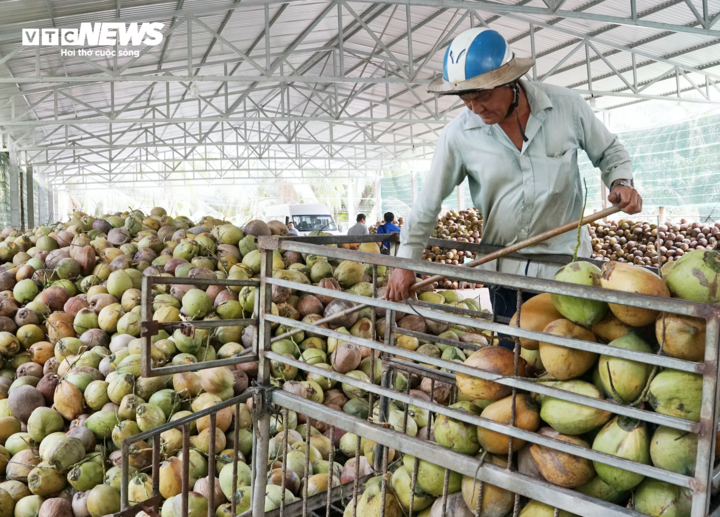 Dừa lên cơn sốt, doanh nghiệp 'đỏ mắt' tìm mua nguyên liệu- Ảnh 2.