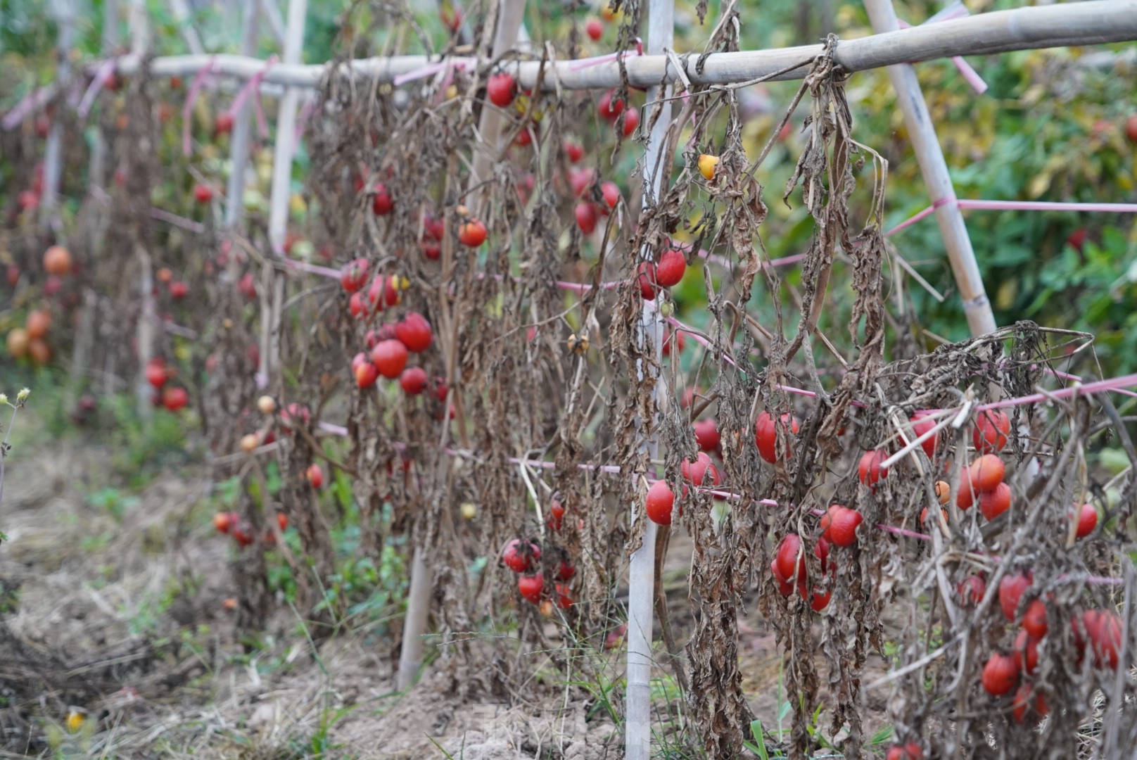 Hàng chục tấn cà chua chín đầy vườn không người mua- Ảnh 2.