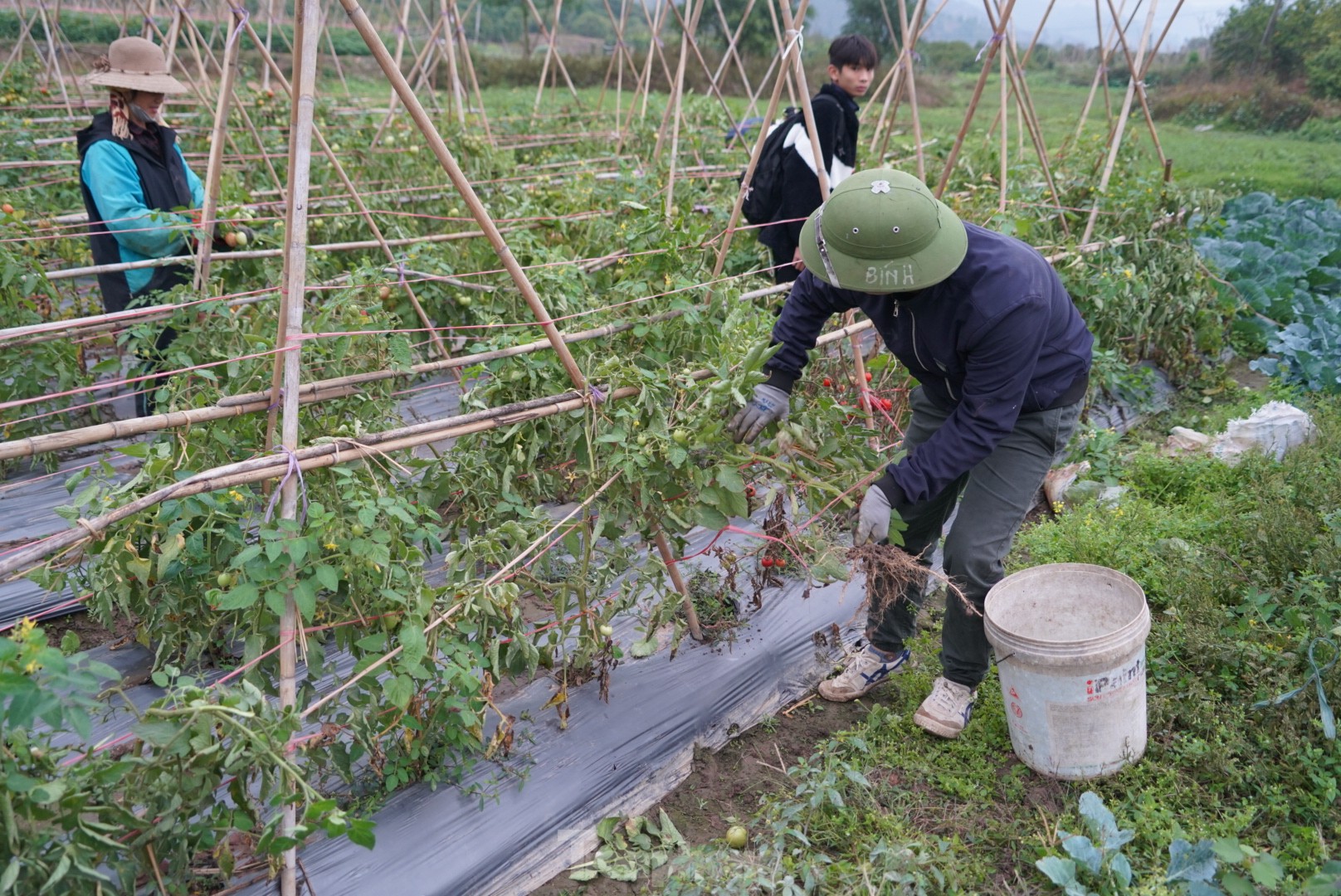 Hàng chục tấn cà chua chín đầy vườn không người mua- Ảnh 12.