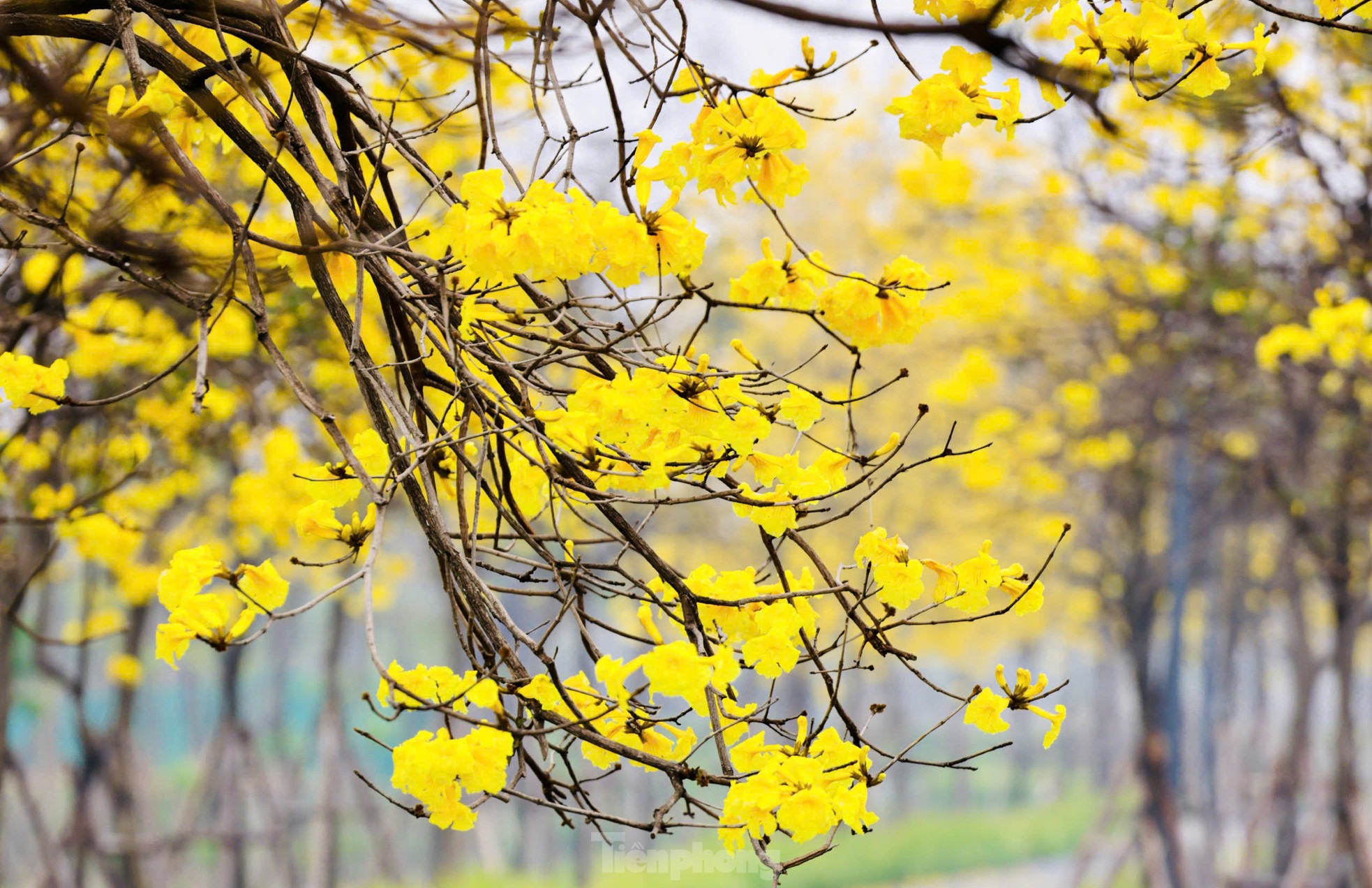 Hoa phong linh nở vàng rực rỡ, khoe sắc trong tiết trời mùa Xuân- Ảnh 6. Hoa phong linh nở vàng rực rỡ, khoe sắc trong tiết trời mùa Xuân- Ảnh 6.