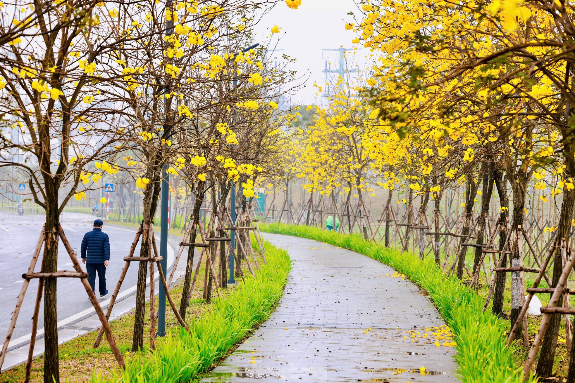 Hoa phong linh nở vàng rực rỡ, khoe sắc trong tiết trời mùa Xuân- Ảnh 11. Hoa phong linh nở vàng rực rỡ, khoe sắc trong tiết trời mùa Xuân- Ảnh 11.