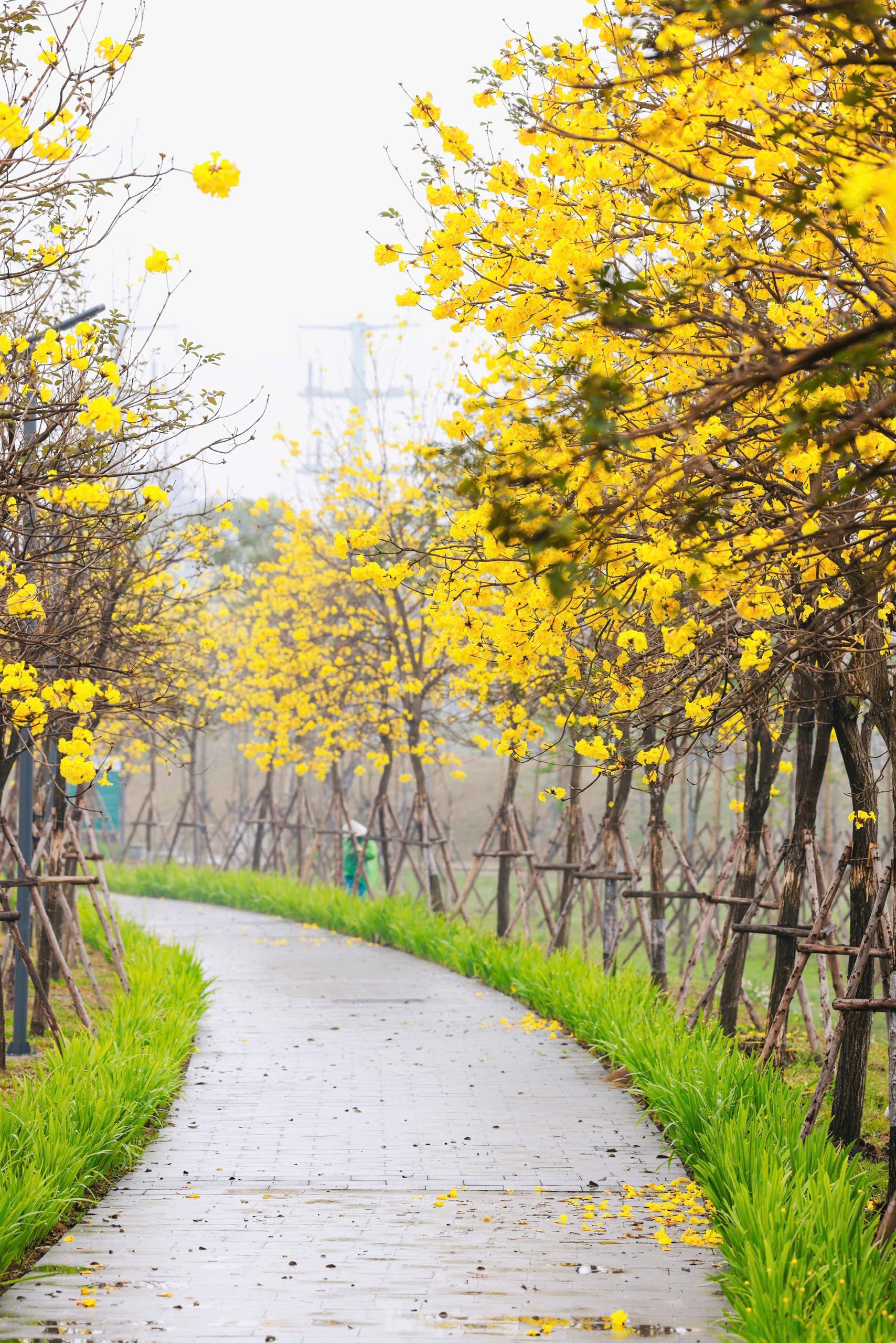 Hoa phong linh nở vàng rực rỡ, khoe sắc trong tiết trời mùa Xuân- Ảnh 7. Hoa phong linh nở vàng rực rỡ, khoe sắc trong tiết trời mùa Xuân- Ảnh 7.
