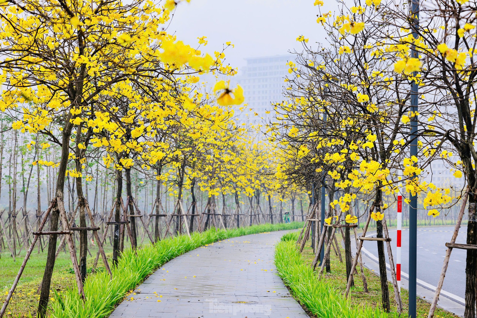 Hoa phong linh nở vàng rực rỡ, khoe sắc trong tiết trời mùa Xuân- Ảnh 1. Hoa phong linh nở vàng rực rỡ, khoe sắc trong tiết trời mùa Xuân- Ảnh 1.