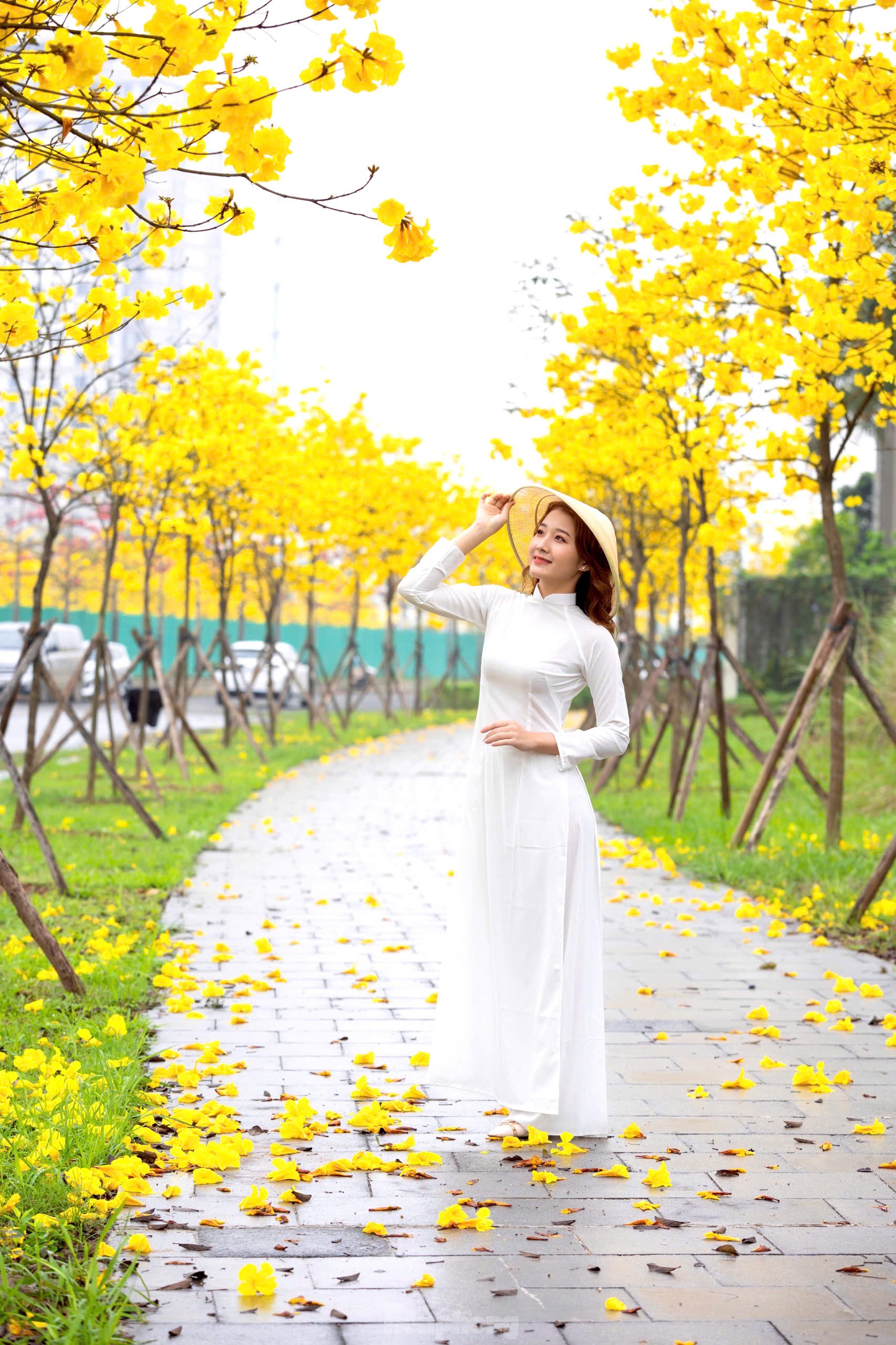 Hoa phong linh nở vàng rực rỡ, khoe sắc trong tiết trời mùa Xuân- Ảnh 10. Hoa phong linh nở vàng rực rỡ, khoe sắc trong tiết trời mùa Xuân- Ảnh 10.