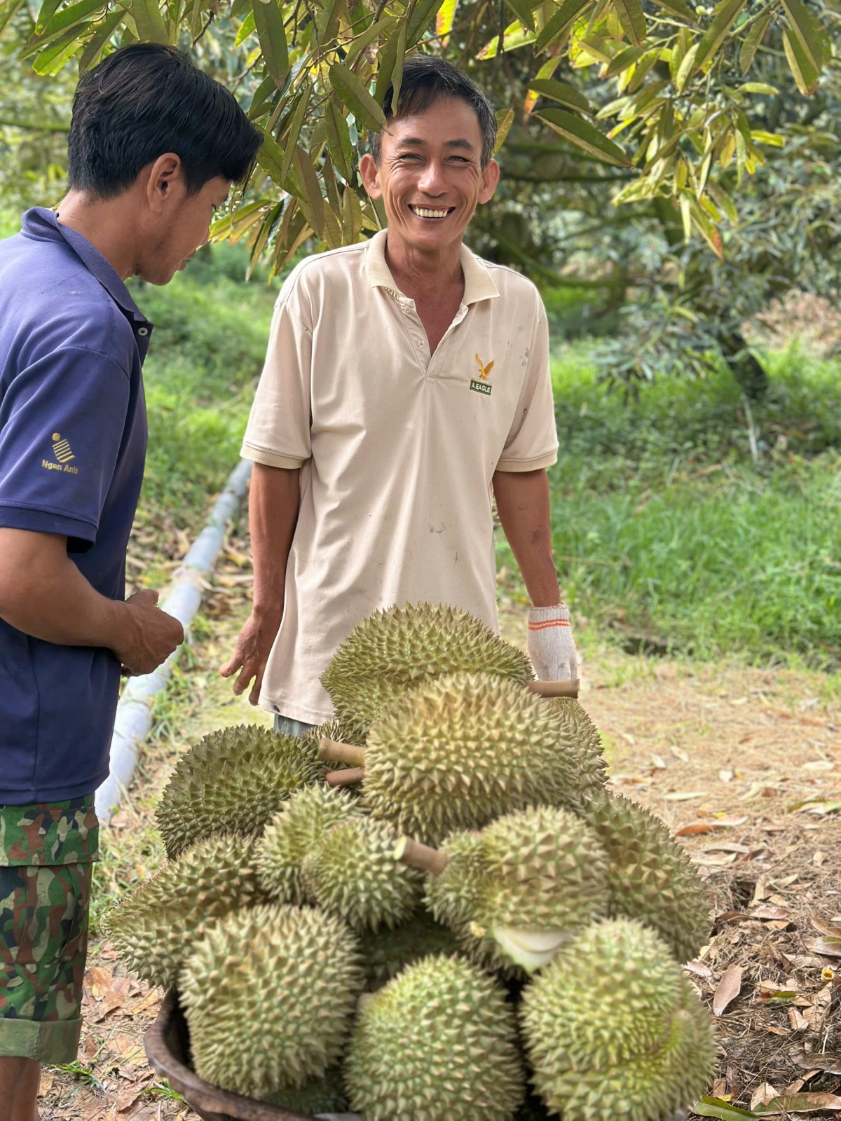 Trái sầu riêng tăng giá trở lại, nhà vườn ở Tiền Giang phấn khởi- Ảnh 2.