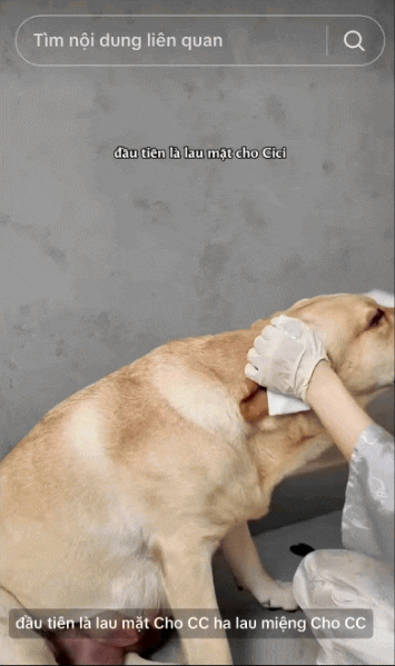 Nữ CEO tổ chức đám cưới cho chó cưng, tự nhận là "mẹ chồng", dành hẳn 1 phòng điều hòa cho "con dâu"- Ảnh 9.