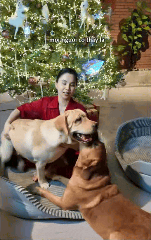 Nữ CEO tổ chức đám cưới cho chó cưng, tự nhận là "mẹ chồng", dành hẳn 1 phòng điều hòa cho "con dâu"- Ảnh 5.