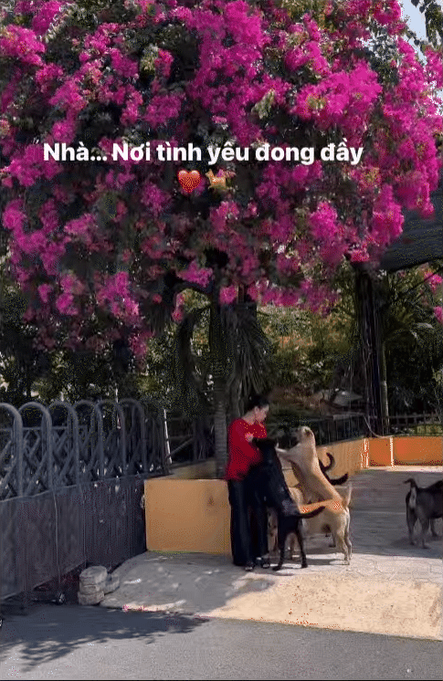 Nữ CEO tổ chức đám cưới cho chó cưng, tự nhận là "mẹ chồng", dành hẳn 1 phòng điều hòa cho "con dâu"- Ảnh 3.