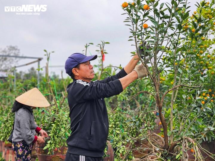 Làng Tứ Liên lại bận rộn với quất héo sau Tết- Ảnh 7.