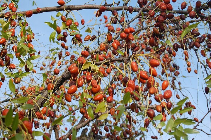 Vì sao có câu: 'Trước trồng táo, sau trồng mai, đông trồng lựu, tây trồng hồng'?- Ảnh 1.