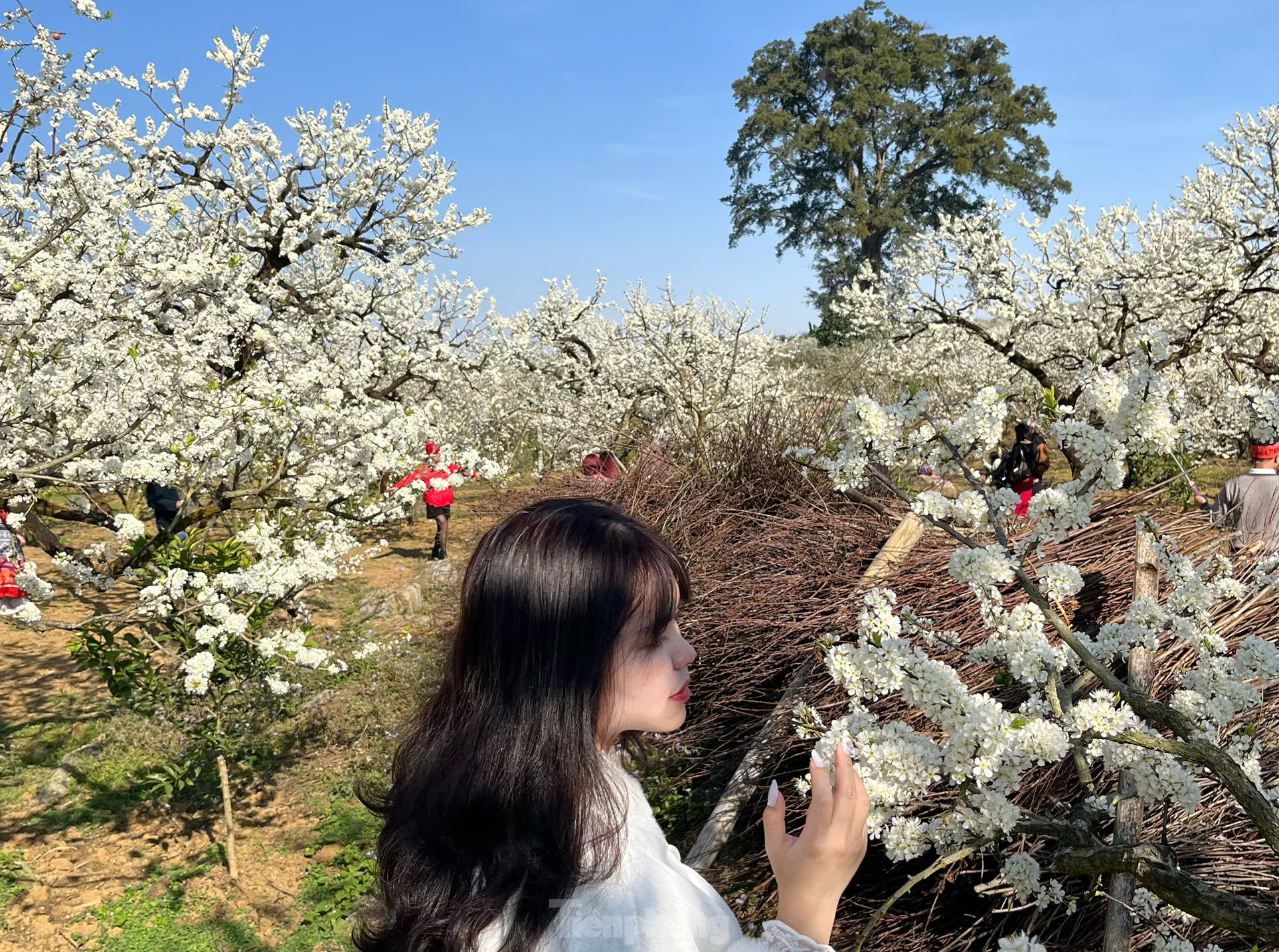 Những điểm du xuân đẹp nhất Tây Bắc ngay lúc này- Ảnh 5. Những điểm du xuân đẹp nhất Tây Bắc ngay lúc này- Ảnh 5.