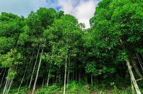 Nắm 1/3 kim ngạch toàn cầu loại gia vị lâu đời nhất thế giới, Việt Nam đã nhập khẩu bao nhiêu để trợ lực cho xuất khẩu trong năm ngoái?- Ảnh 1. Nắm 1/3 kim ngạch toàn cầu loại gia vị lâu đời nhất thế giới, Việt Nam đã nhập khẩu bao nhiêu để trợ lực cho xuất khẩu trong năm ngoái?- Ảnh 1.