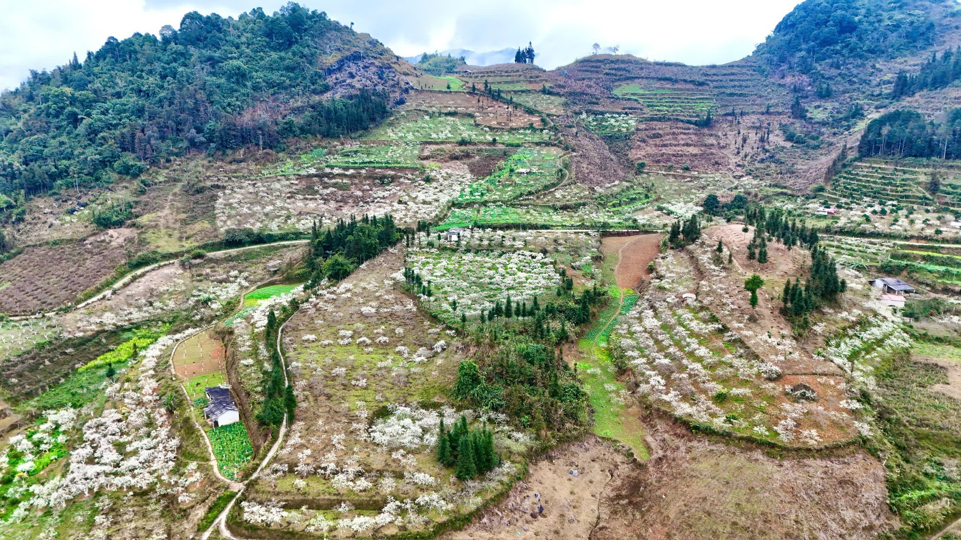 Mê mẩn với hoa mận trắng muốt trên cao nguyên Bắc Hà- Ảnh 1.