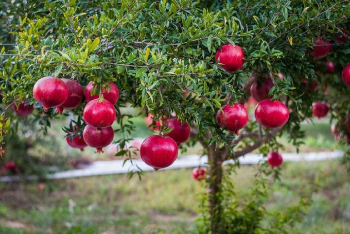 Vì sao 'phía đông trồng lựu hốt vàng, phía tây trồng hồng hốt bạc'?- Ảnh 2.