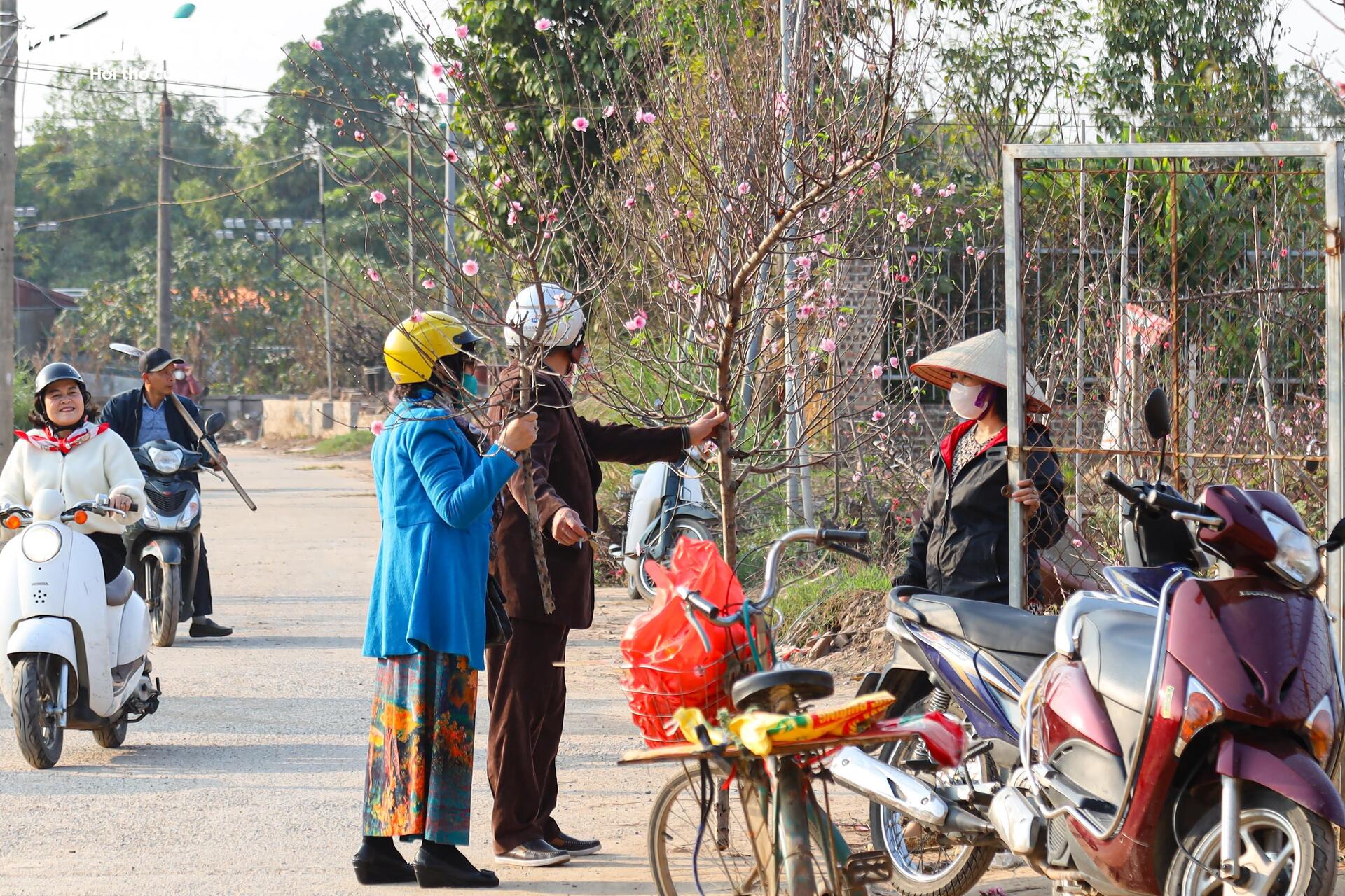 Đào Nhật Tân từ phố về vườn, chờ 'hồi sinh' cho Tết năm sau- Ảnh 23.