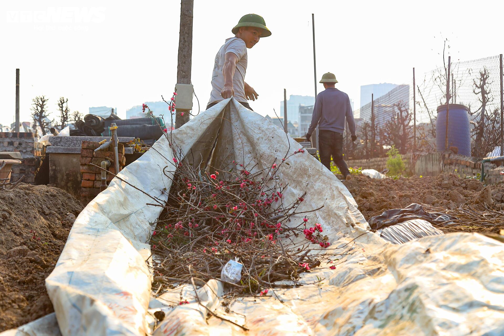 Đào Nhật Tân từ phố về vườn, chờ 'hồi sinh' cho Tết năm sau- Ảnh 16.