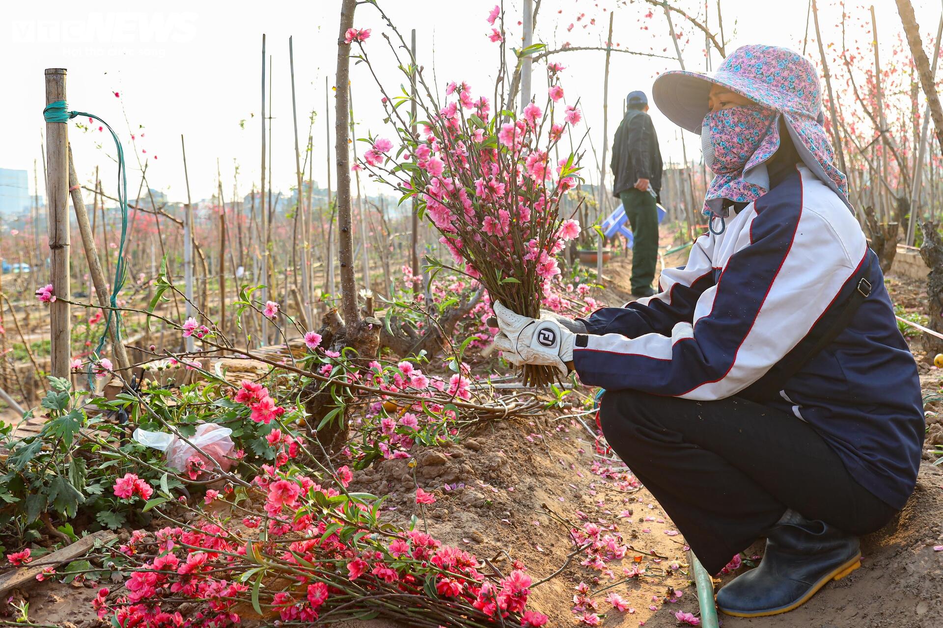 Đào Nhật Tân từ phố về vườn, chờ 'hồi sinh' cho Tết năm sau- Ảnh 15.