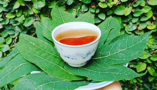 Việt Nam có loại lá tưởng không ăn được, hóa ra lại là vị thuốc “siêu bổ dưỡng”- Ảnh 3.