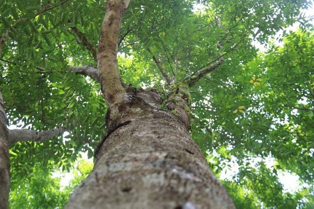Việt Nam có loại gỗ quý cải thiện không khí: Trung Quốc săn ráo riết, 1 giọt tinh dầu đắt như "vàng ròng"- Ảnh 1.