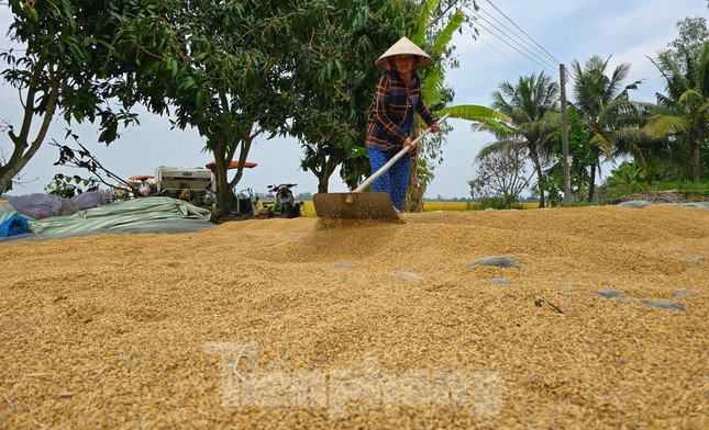 'Gạo Việt Nam không bao giờ ế, đừng lo'- Ảnh 2.