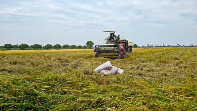 'Gạo Việt Nam không bao giờ ế, đừng lo'- Ảnh 1.