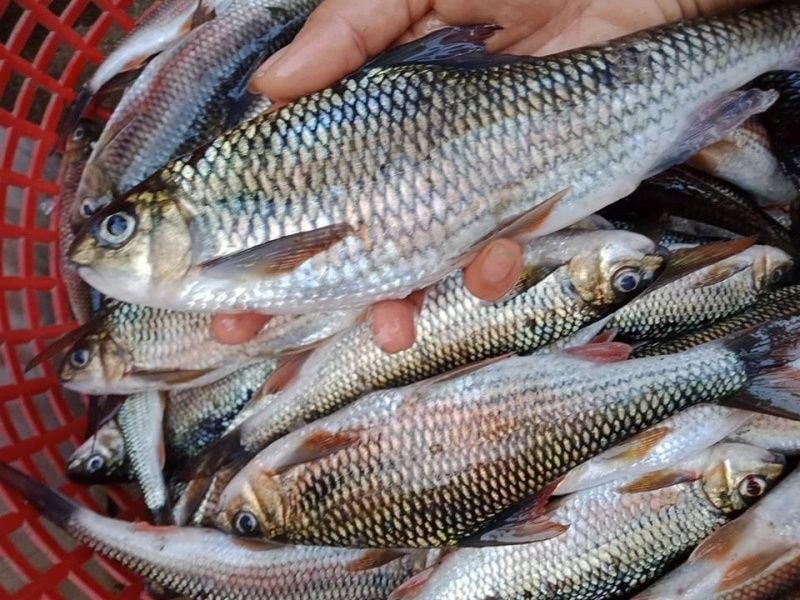 Đi chợ thấy cá có mùi tanh nồng thì đừng vội bịt mũi Đi chợ thấy cá có mùi tanh nồng thì đừng vội bịt mũi