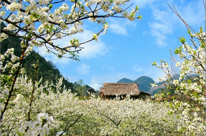 Hà Giang mùa xuân: Không đi bây giờ thì lỡ mất mùa đẹp nhất năm- Ảnh 1.