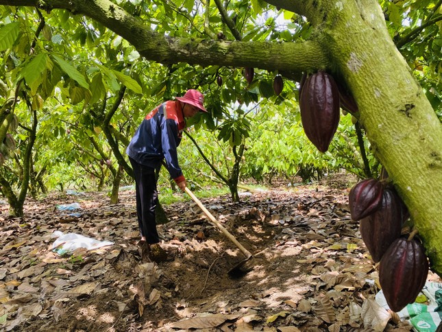 Đại sứ EU mục sở thị nơi trồng cacao ngon nhất thế giới tại Việt Nam- Ảnh 6.